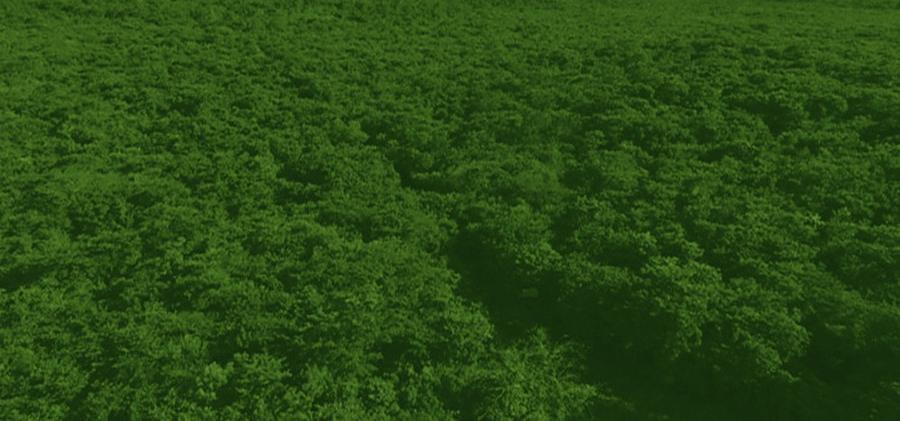 Rancho San Mateo, vista aérea de la selva conservada.